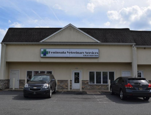 New veterinary practice opens in Long Neck