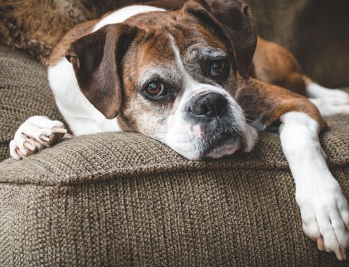 Peninsula veterinary services is first practice in delaware to offer animal hospice and palliative care through iaahpc